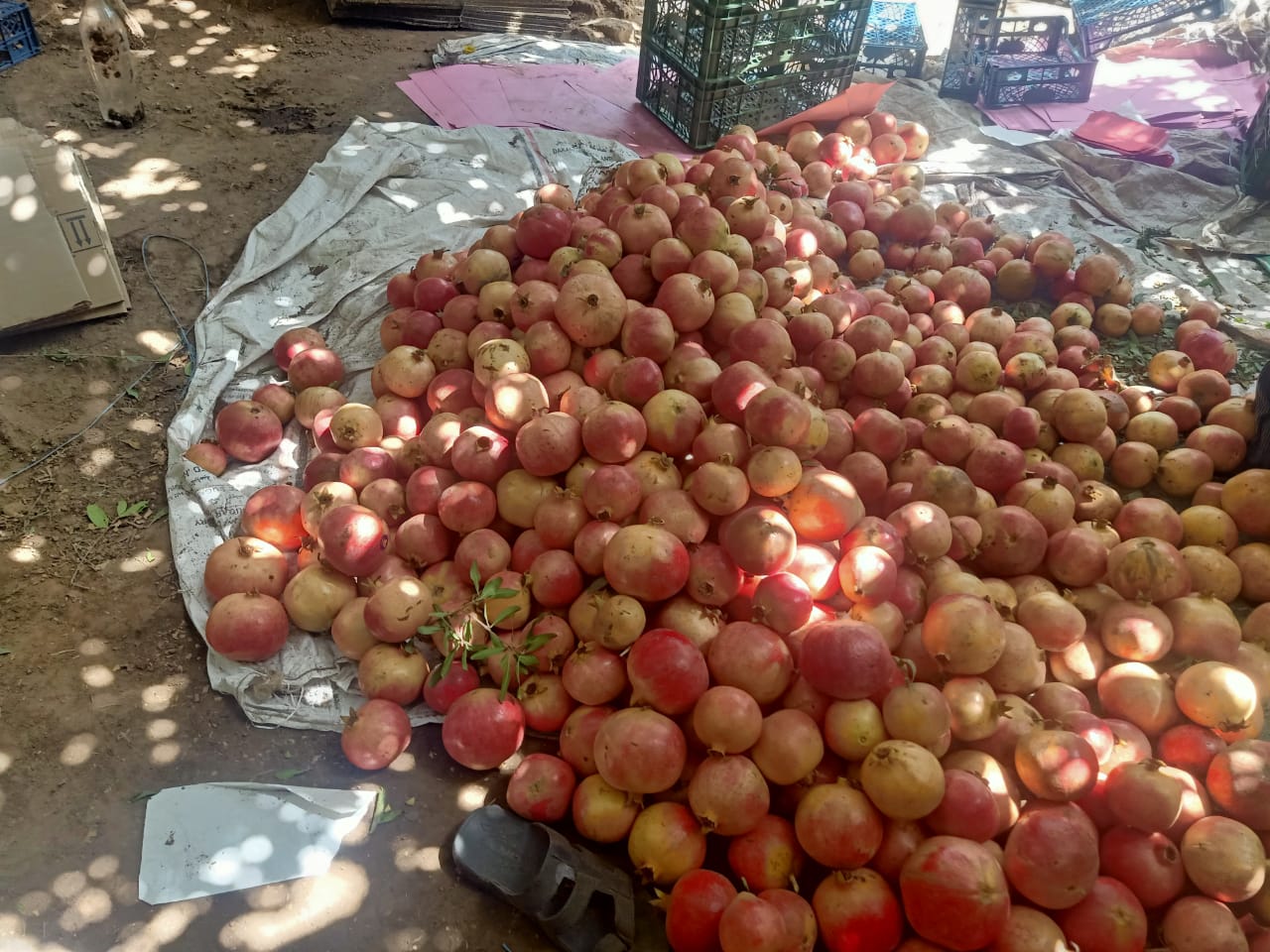 IMG-20221017-WA0100