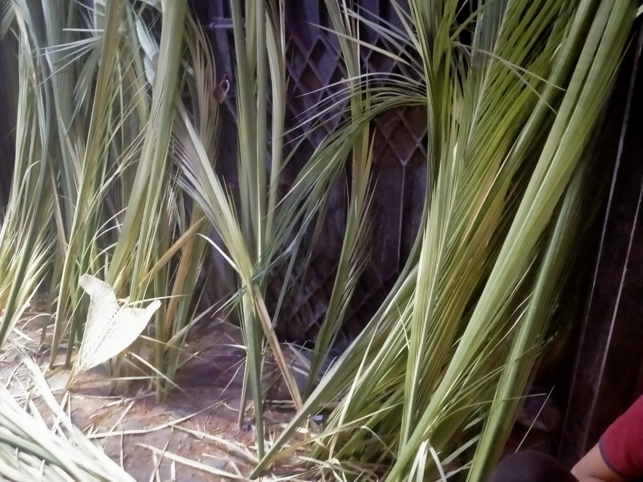 IMG-20230408-WA0070