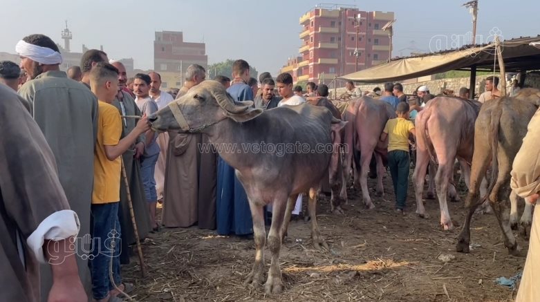 عجول (2)