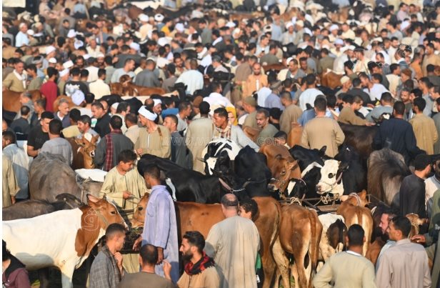 عجول (5)