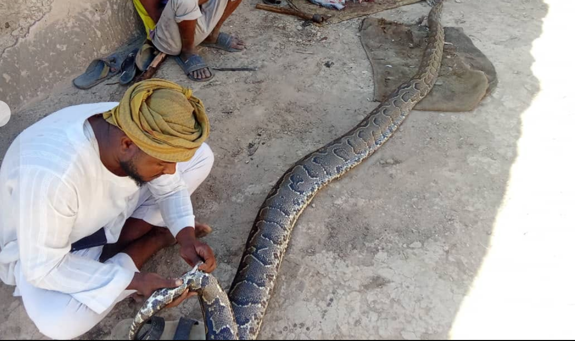 الإمساك بثعبان الأصلة في السودان، فيتو