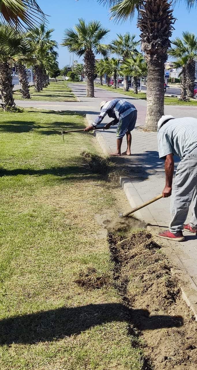 زراعة الاشجار بدمياط الجديدة