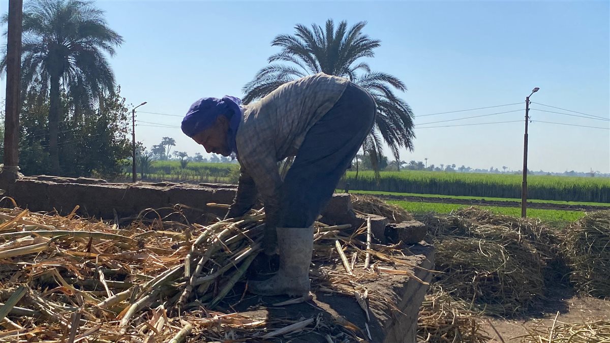 العاملون في عصارات القصب في المنيا، فيتو 