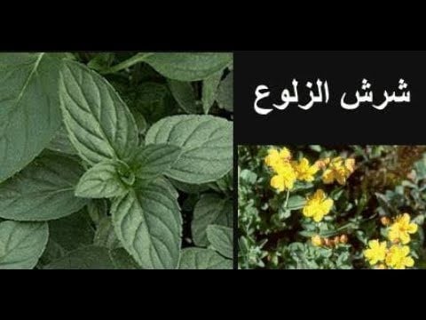 عشبة شرش الزلوع