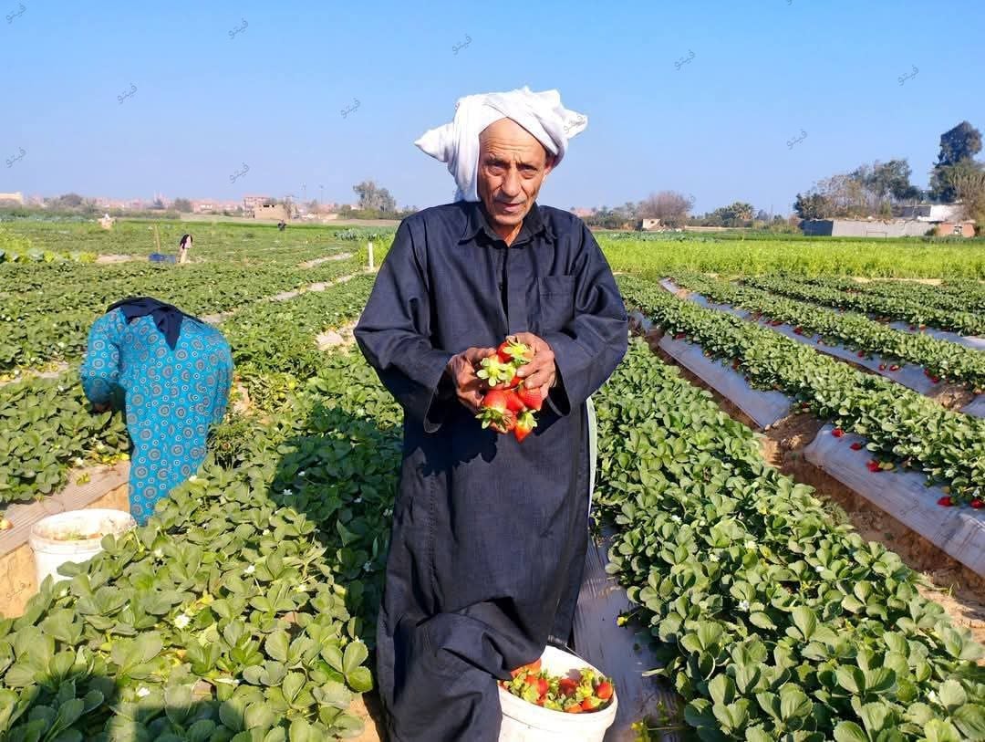 حصاد محصول الفراولة بالقليوبية،فيتو 