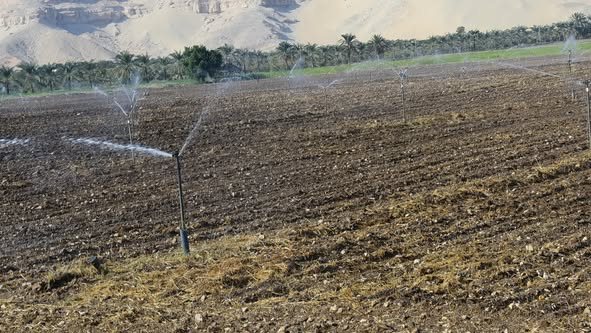 من 207 إلى 232 ألف فدان، قفزة 25 ألف فدان في زراعة القمح بالمنيا خلال 3 مواسم، فيتو&nbsp;
