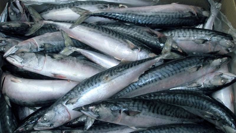 <strong>أسعار السمك</strong>