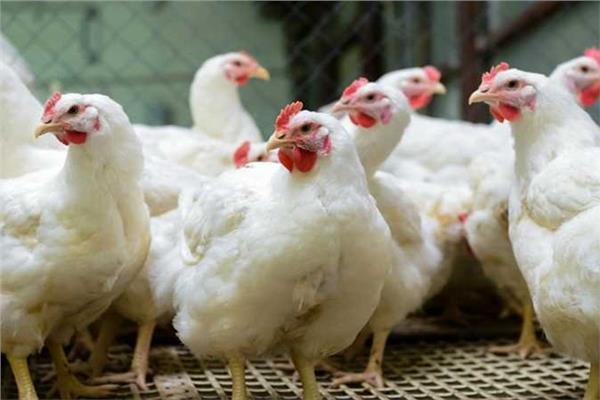 <strong>أسعار الفراخ</strong>