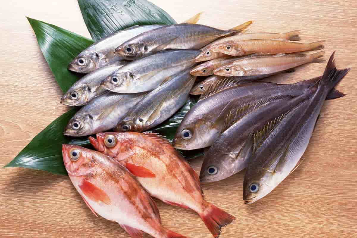 سعر السمك