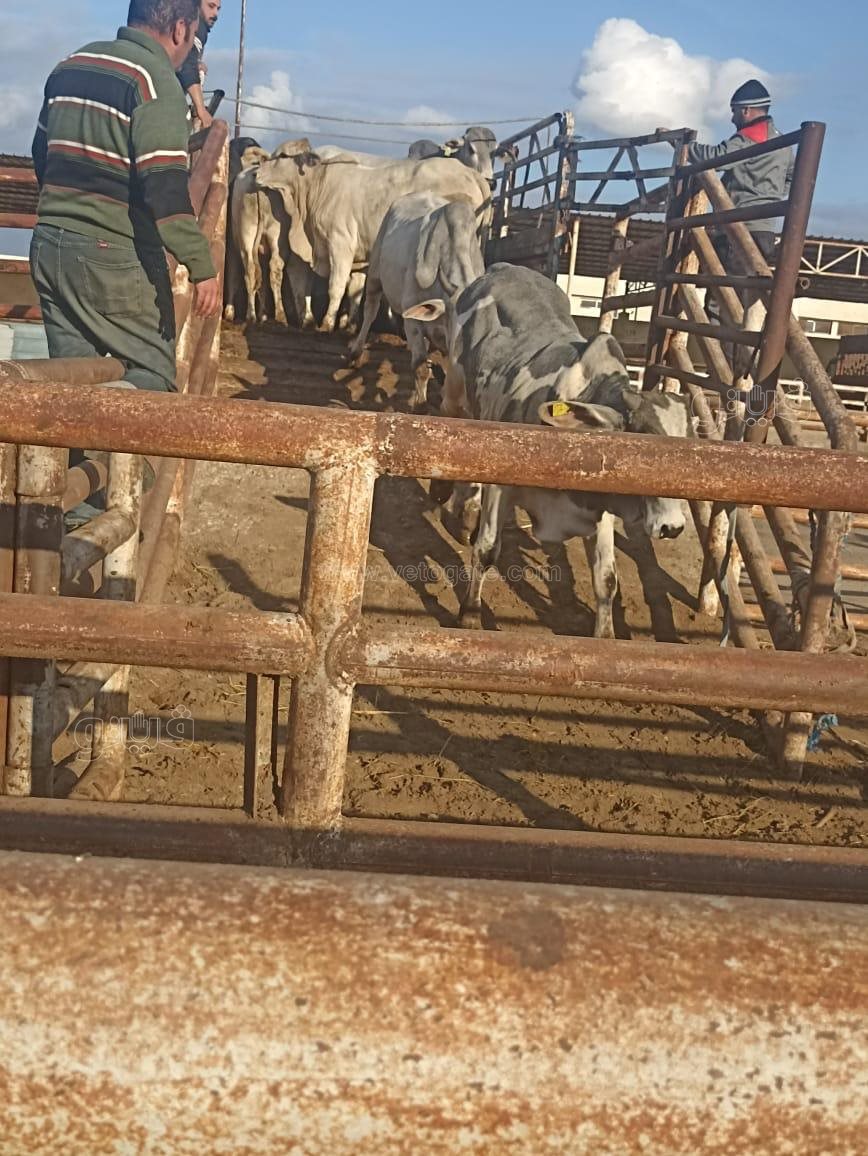 وصول عدد من العجول لأرض لمحطة التسمين ببورسعيد، فيتو&nbsp;