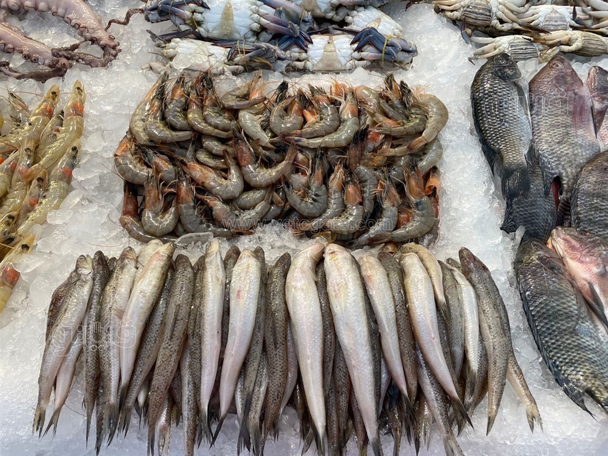 <strong>أسعار السمك</strong>