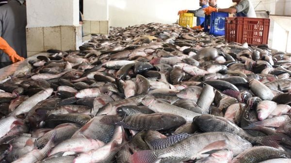 <strong>أسعار السمك</strong>