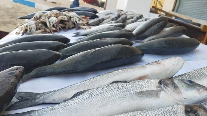 <strong>أسعار السمك</strong>