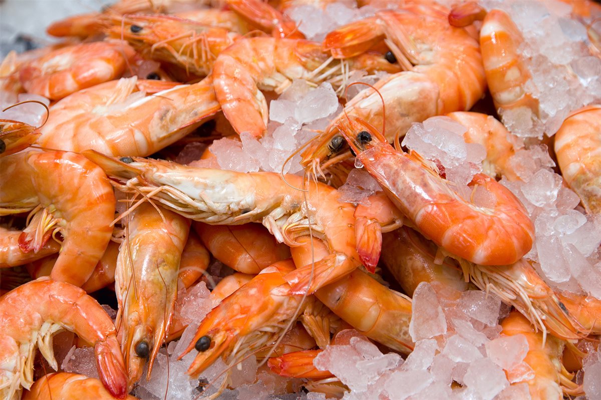 <strong>أسعار السمك</strong>