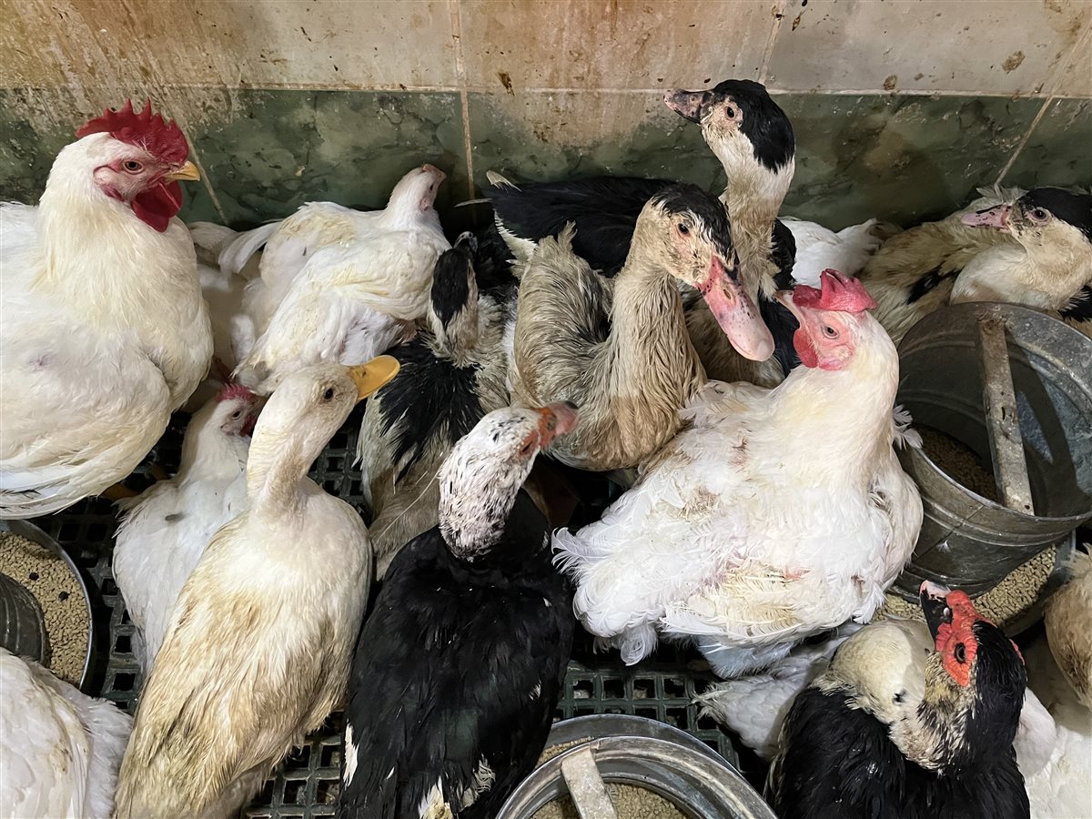 اسعار البط بمحافظة البحيرة، فيتو