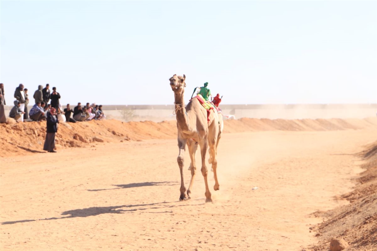 جانب من سباقات اليوم،فيتو