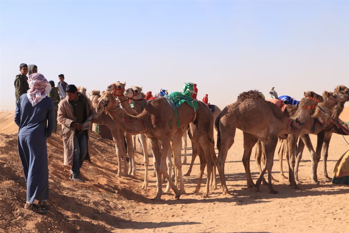 جانب من سباقات اليوم،فيتو