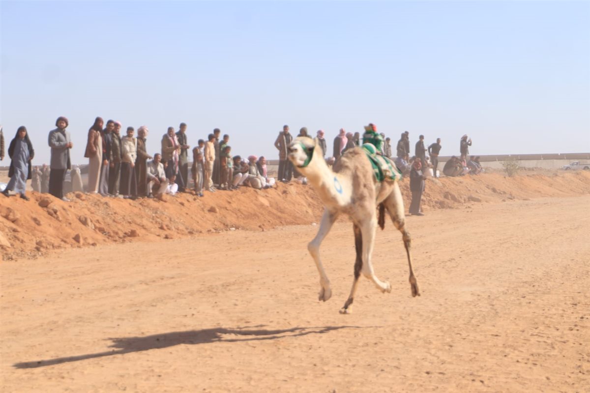 جانب من سباقات اليوم،فيتو