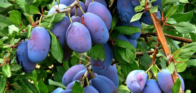 فوائد القراصيا