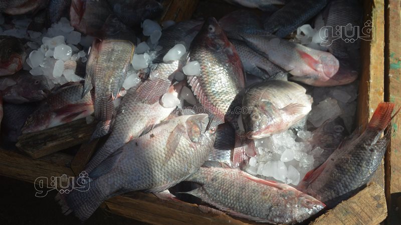 سعر السمك