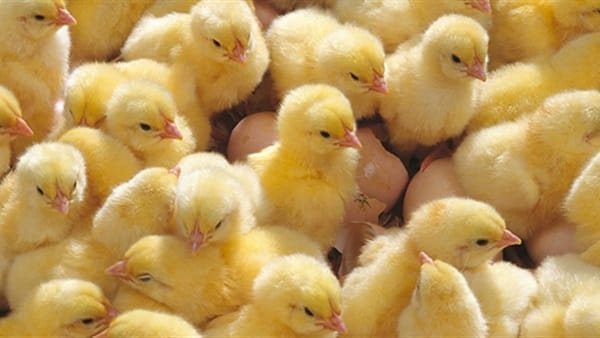 أسعار الكتكوت