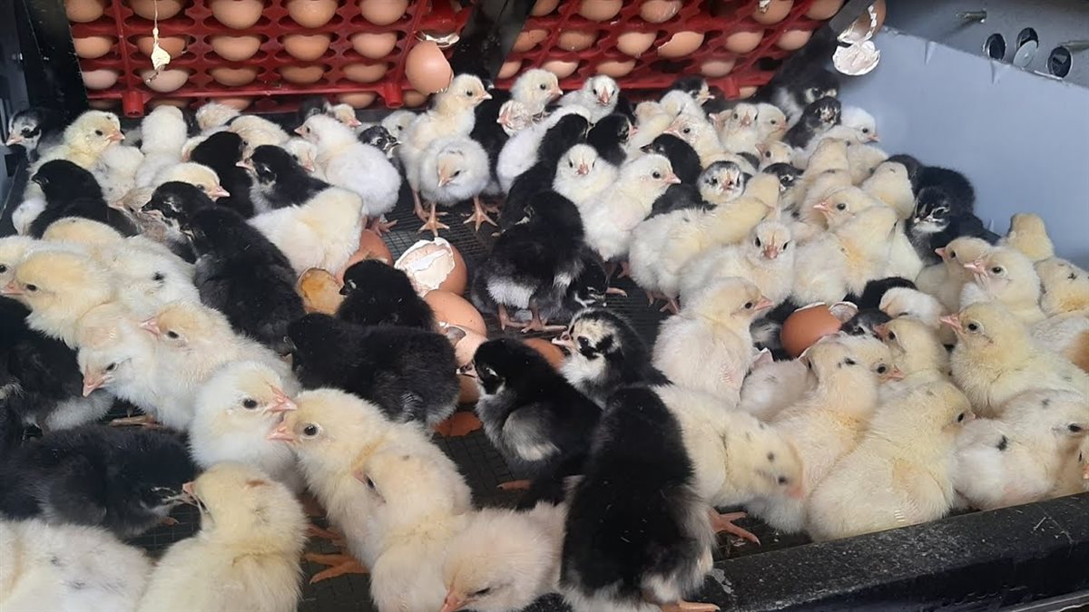 أسعار الكتكوت