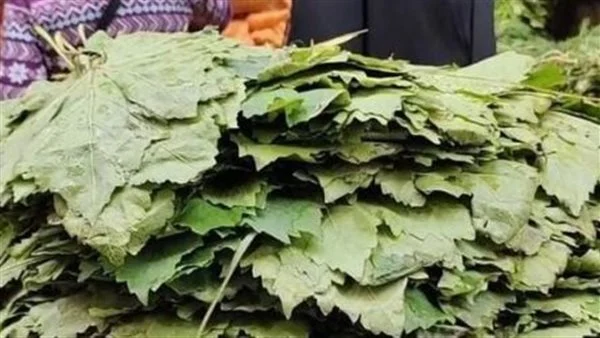 سعر كيلو ورق العنب