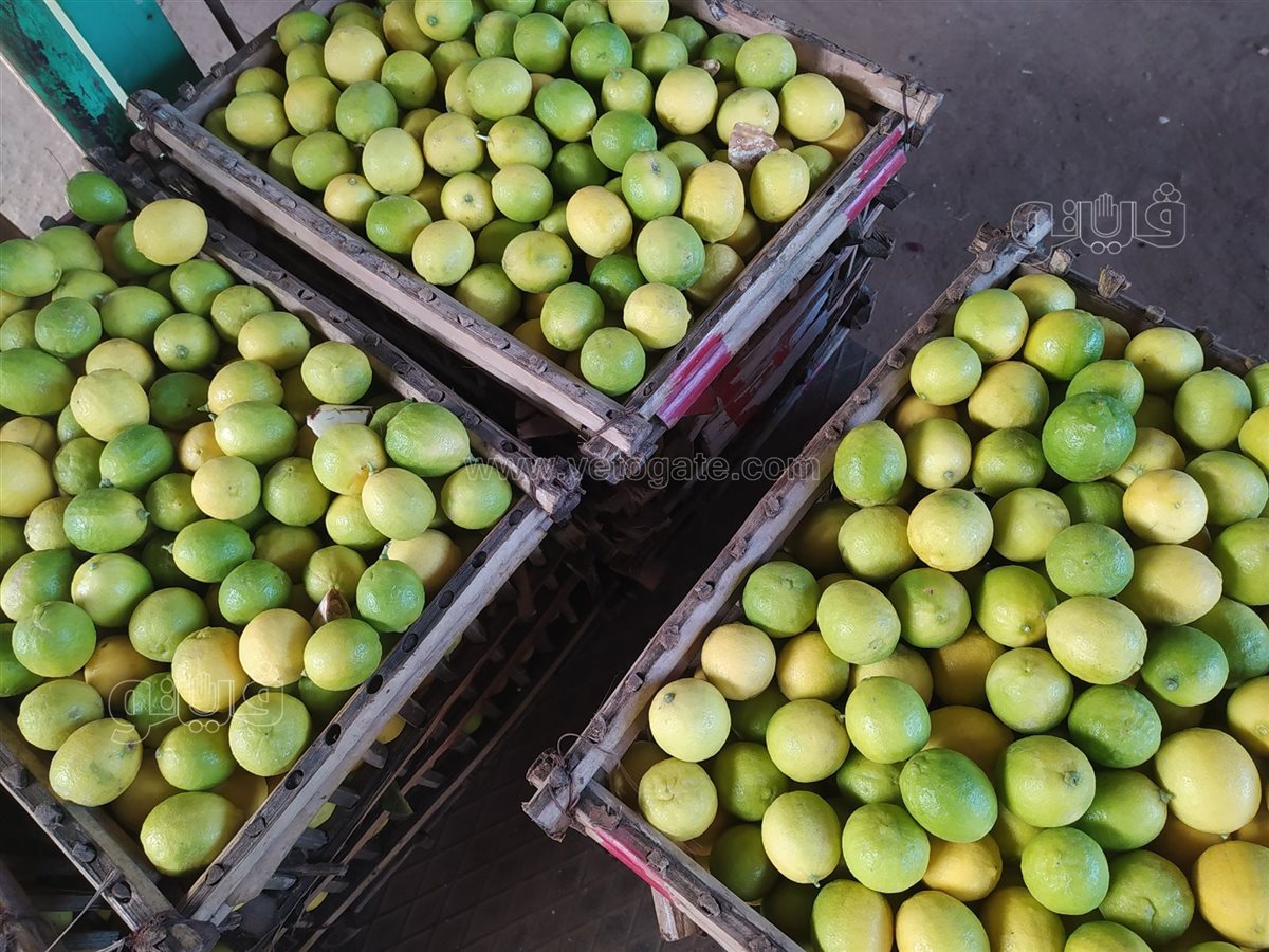 ارتفاع أسعار الليمون