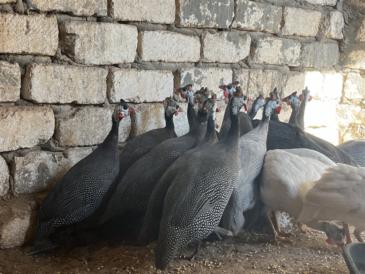 طيور الزينة بمحافظة البحيرة، فيتو