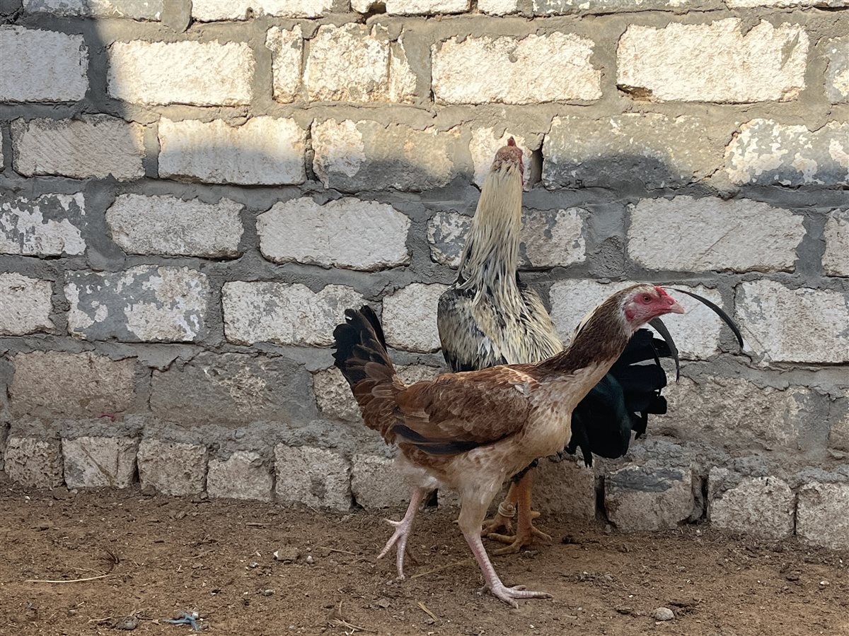 طيور الزينة بمحافظة البحيرة، فيتو