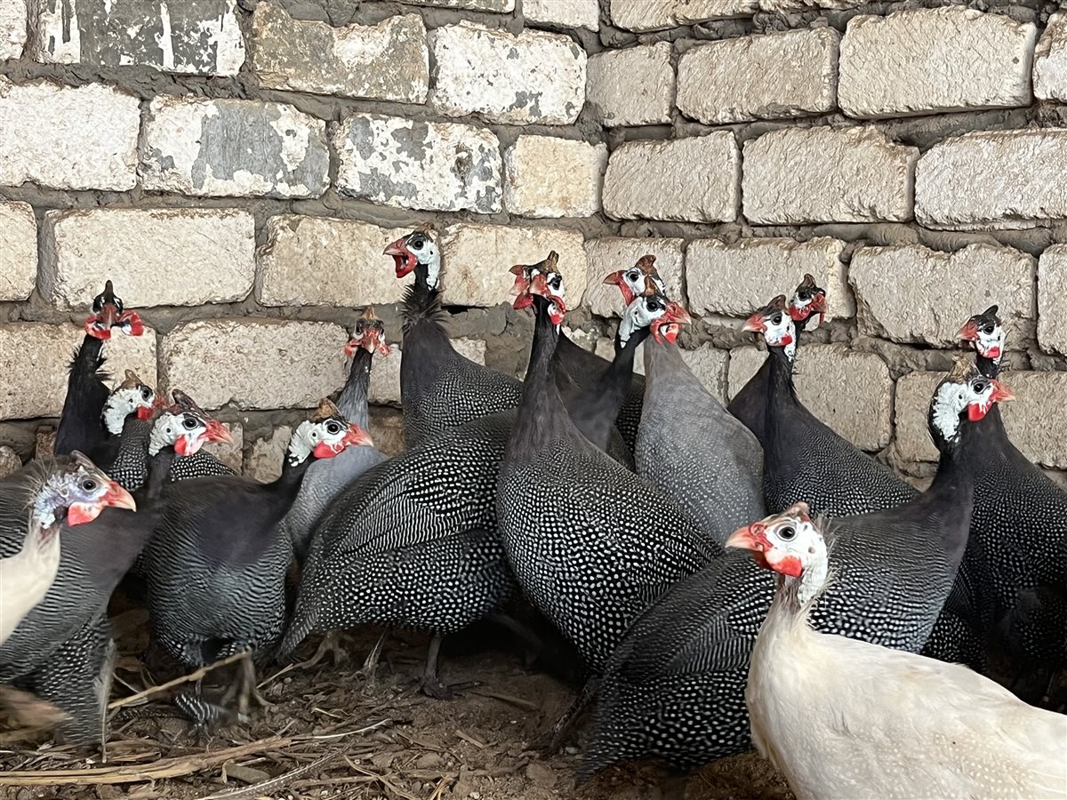 طيور الزينة بمحافظة البحيرة، فيتو