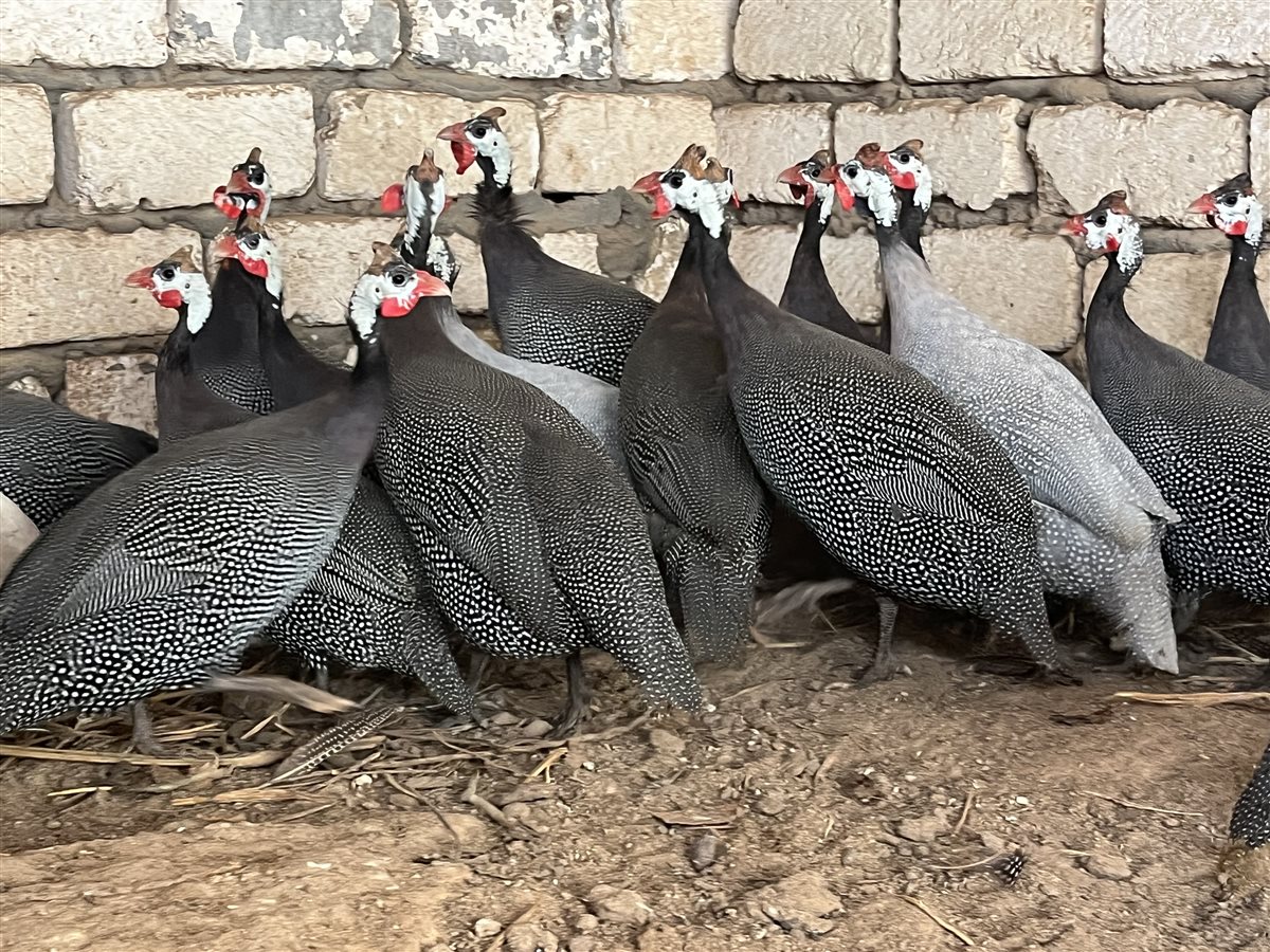 طيور الزينة بمحافظة البحيرة، فيتو