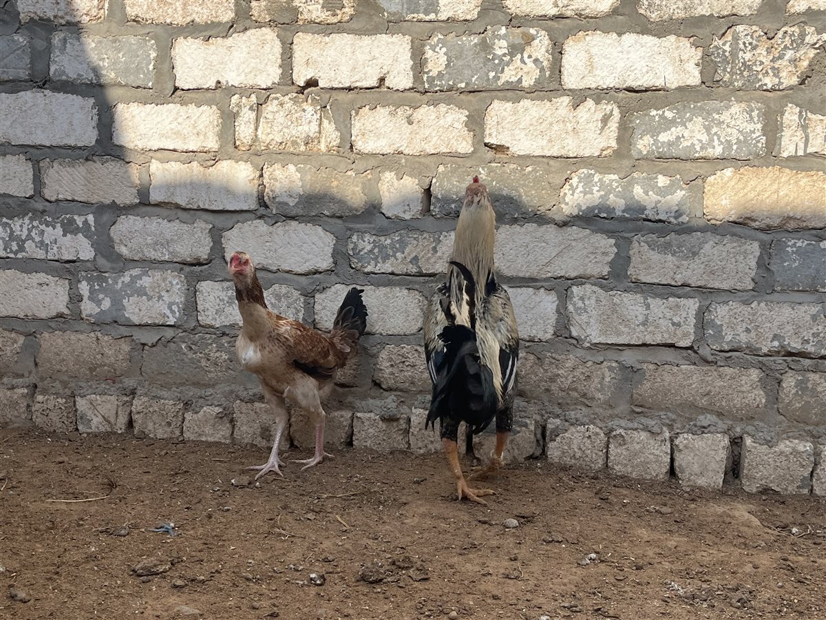 طيور الزينة بمحافظة البحيرة، فيتو