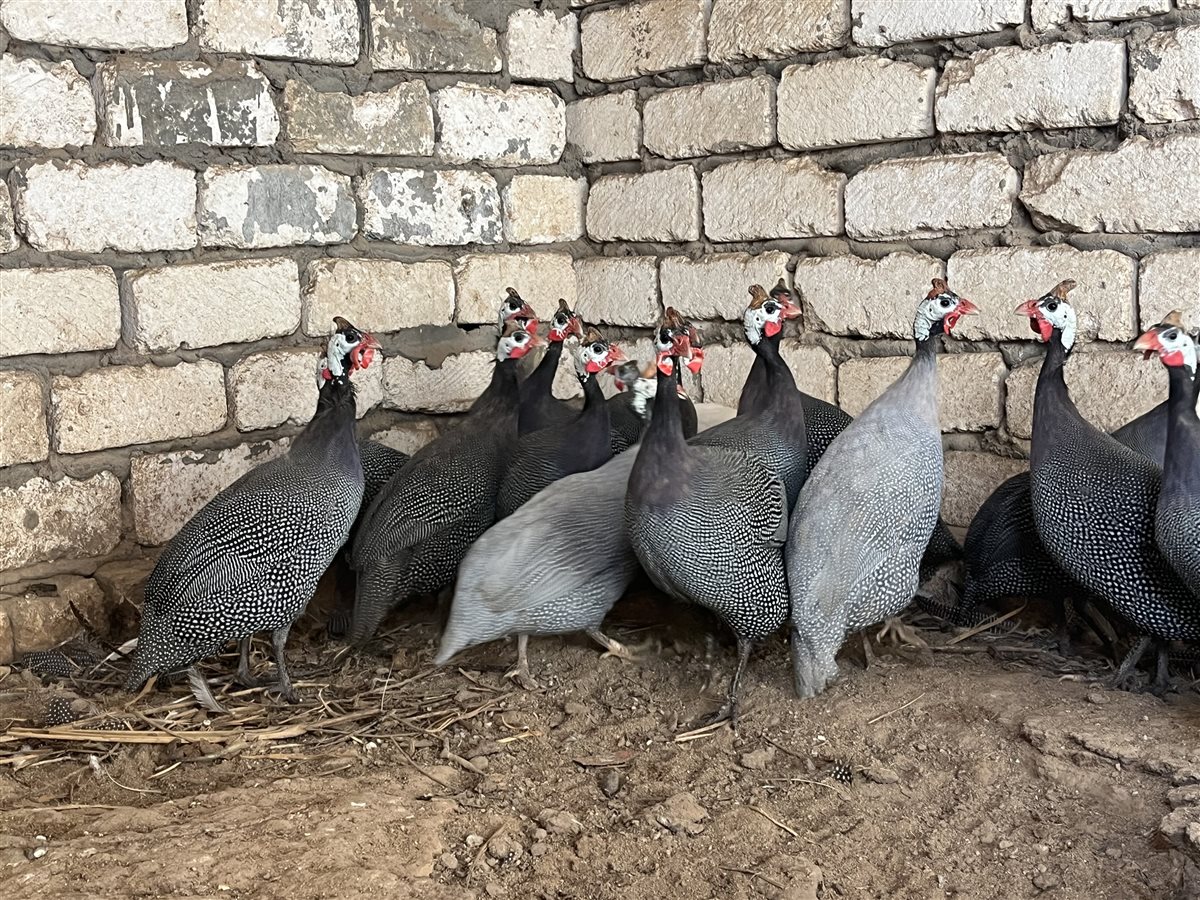 طيور الزينة بمحافظة البحيرة، فيتو