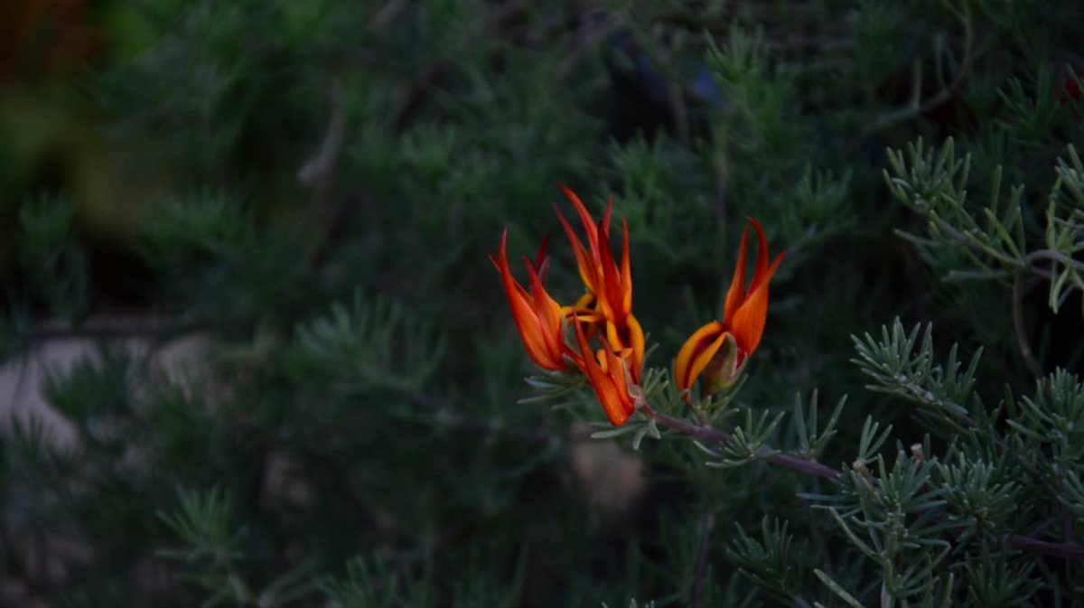 زهرة منقار البغبغاء