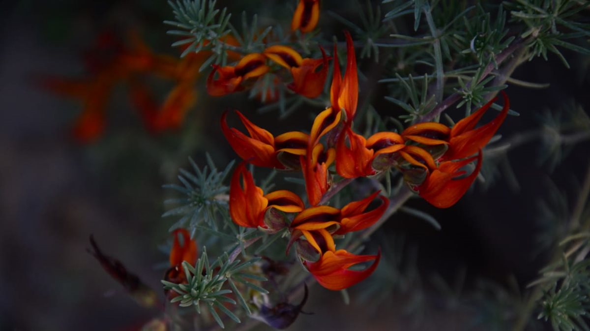 زهرة منقار البغبغاء