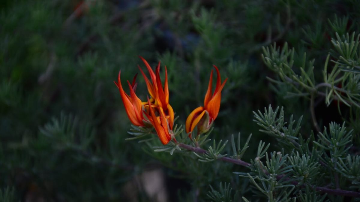 زهرة منقار البغبغاء