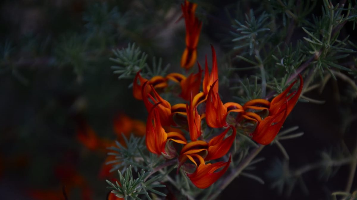 زهرة منقار البغبغاء