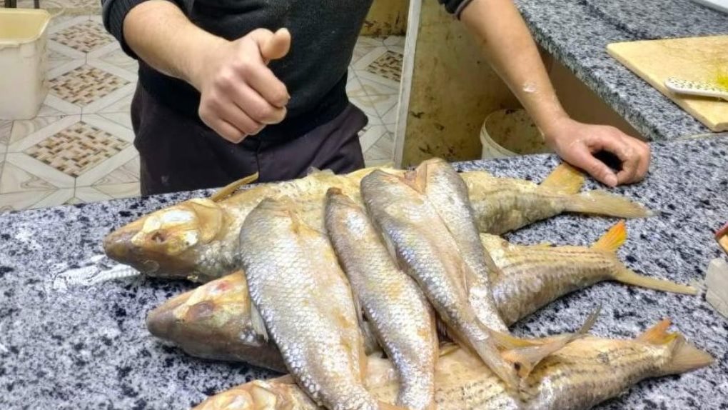 اسعار الفسيخ