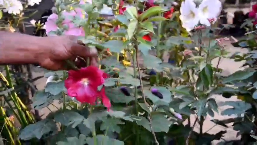 معرض زهور الربيع