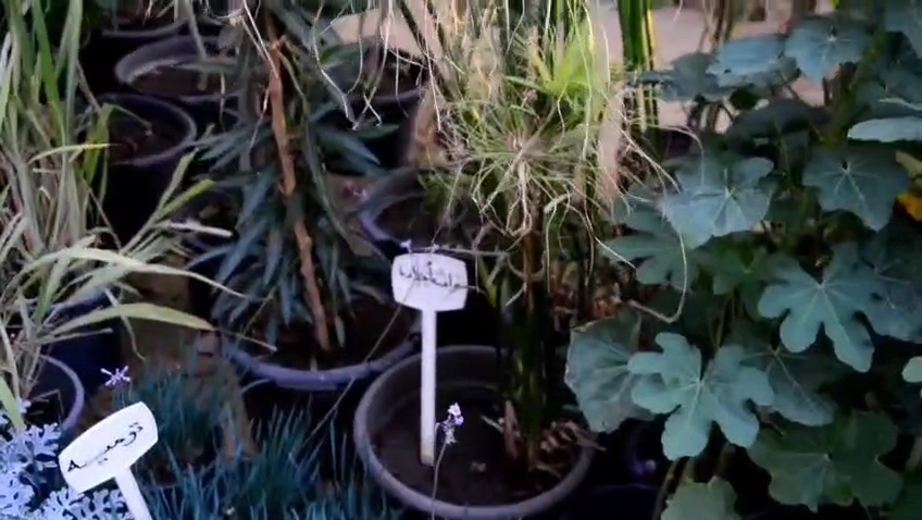 معرض زهور الربيع