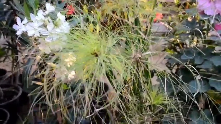 معرض زهور الربيع