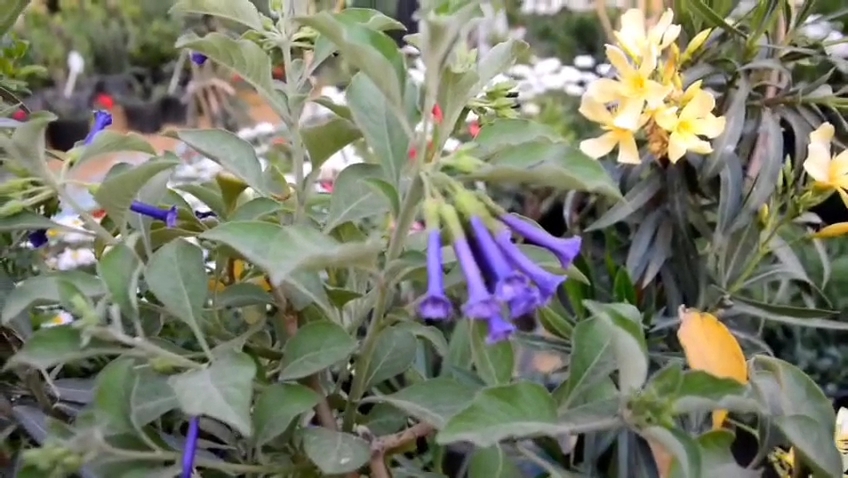 معرض زهور الربيع