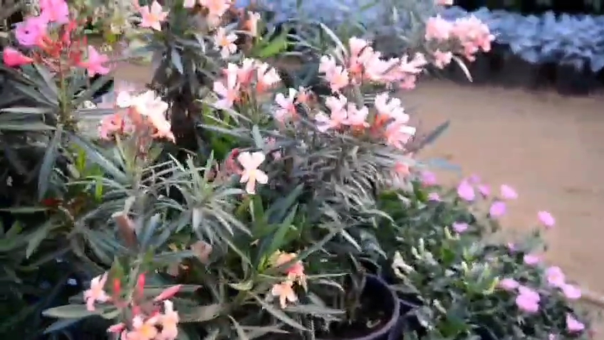 معرض زهور الربيع