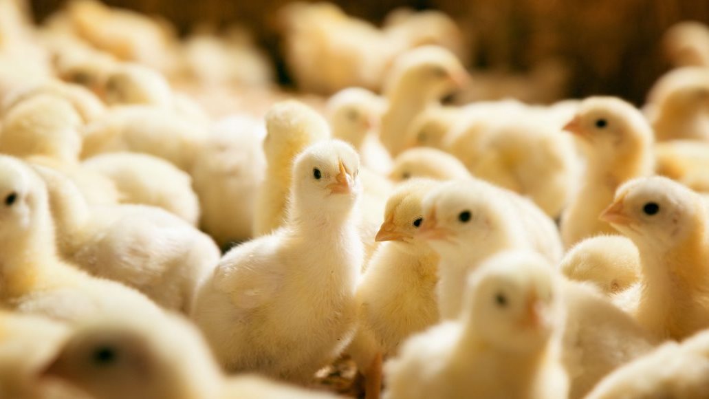 سعر الكتكوت الأبيض