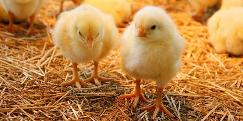 سعر الكتكوت الأبيض