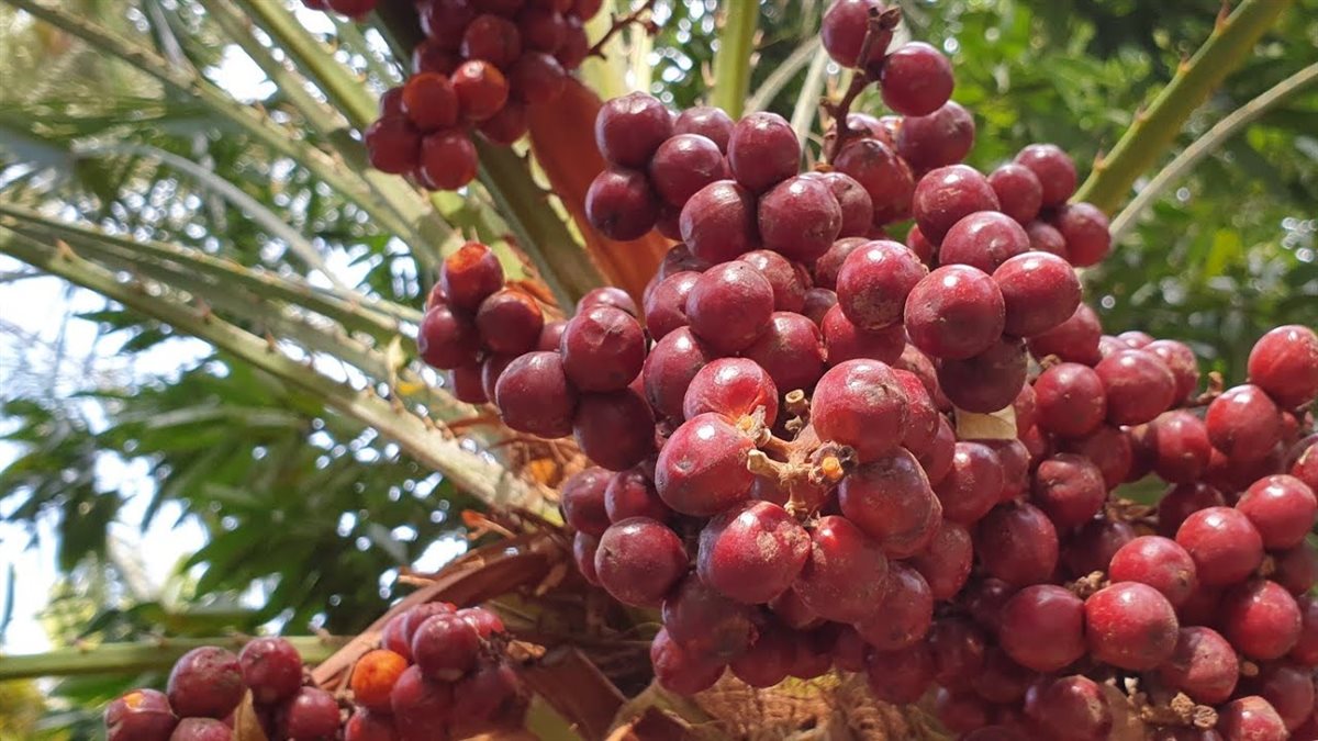 فوائد الدوم للصحة