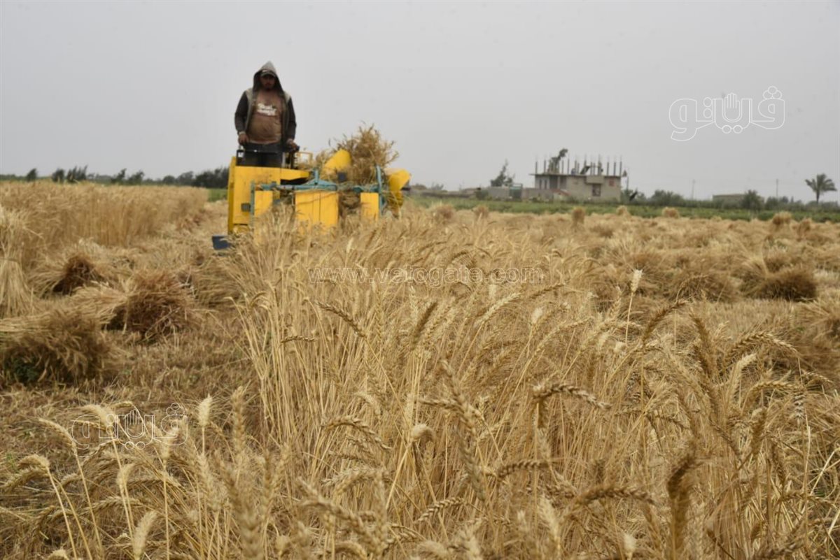 حصاد القمح ببورسعيد وسط فرحة المزارعين، فيتو