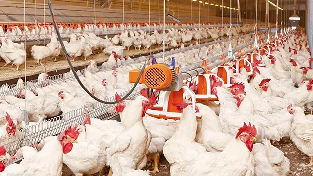 أسعار الفراخ اليوم