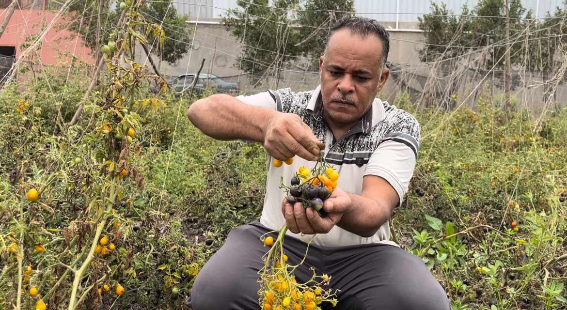 زراعة أنواع نادرة من الطماطم الشيري بالبحيرة لأول مرة في مصر، فيتو